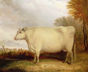 Witte, korthoornige koe in een landschap